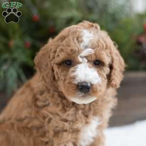 Creed, Mini Labradoodle Puppy